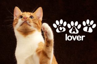 Cat Lover Font Review and Download Guide